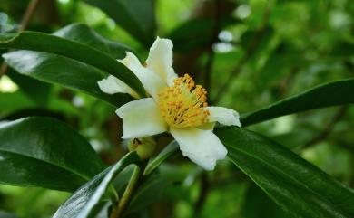 Pyrenaria buisanensis (Sasaki) C.F.Hsieh, Sheng Z.Yang & M.H.Su 武威山烏皮茶