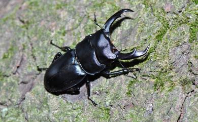 Dorcus schenklingi (Möllenkamp, 1913) 長角大鍬形蟲