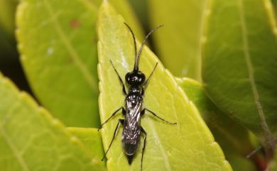 Dolichurus Latreille, 1809 黑長背泥蜂屬