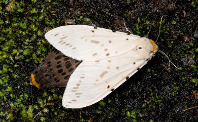 Lemyra imparilis (Butler, 1877) 暗點橙燈蛾