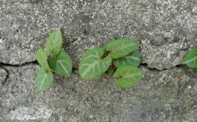Fallopia multiflora (Thunb.) Haraldson 臺灣何首烏