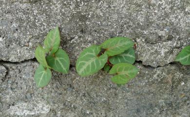 Fallopia multiflora 臺灣何首烏