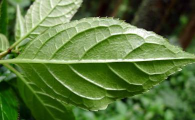 Helwingia japonica subsp. taiwaniana 臺灣青莢葉