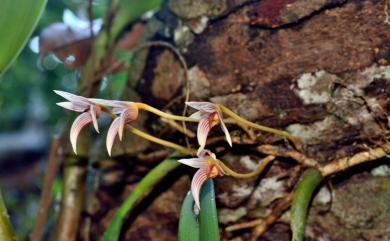 Bulbophyllum affine Wall. ex Lindl. 紋星蘭