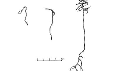 Taxus sumatrana (Miq.) de Laub. 南洋紅豆杉