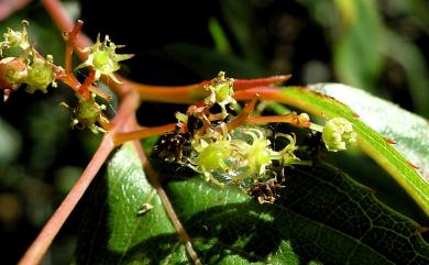 Perrottetia arisanensis 佩羅特木