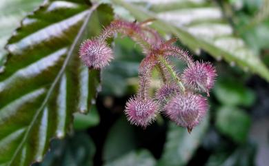 Rubus swinhoei 斯氏懸鉤子