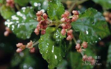 Pilea aquarum subsp. brevicornuta 短角冷水麻