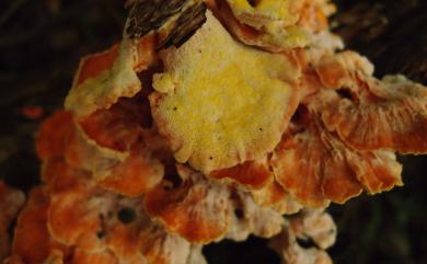 Laetiporus sulphureus 硫磺菌