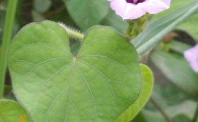 Ipomoea triloba 紅花野牽牛