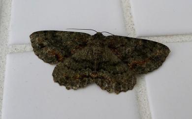 Calicha griseoviridata (Wileman, 1911) 綠絨茶線尺蛾