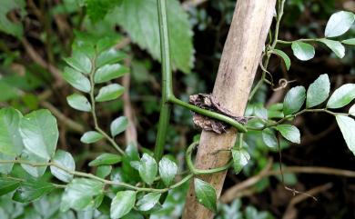 Ventilago elegans 翼核木