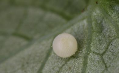 Celaenorrhinus ratna Fruhstorfer, 1908 小星弄蝶