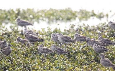 Numenius phaeopus variegatus 中杓鷸