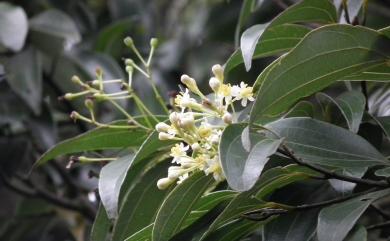 Cinnamomum macrostemon Hayata 胡氏肉桂