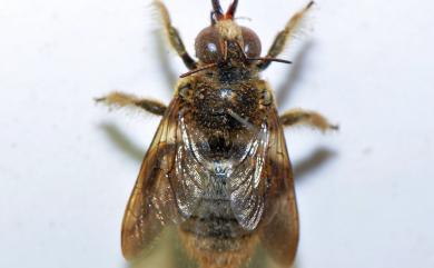 Xylocopa collaris sauteri (Friese, 1910) 白領帶木蜂紹德亞種