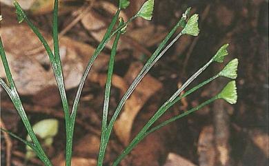 Schizaea dichotoma (L.) Sm. 分枝莎草蕨