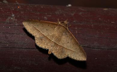 Tochara creberrima (Walker, 1858)