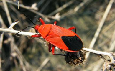 Antilochus coquebertii (Fabricius, 1803) 頸紅蝽