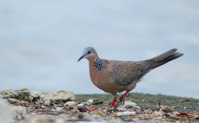 Spilopelia chinensis (Scopoli, 1786) 珠頸斑鳩