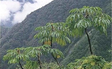 Tetrapanax papyriferus (Hook.) K.Koch 通脫木