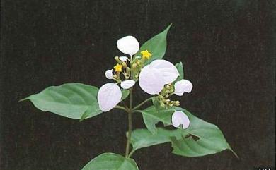 Mussaenda pubescens 毛玉葉金花