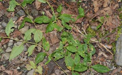 Stellaria monosperma var. japonica 獨子繁縷