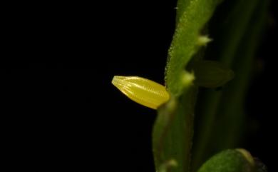 Pieris canidia (Linnaeus, 1768) 緣點白粉蝶