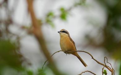 Lanius cristatus lucionensis (Linnaeus, 1766) 紅尾伯勞(普通亞種)