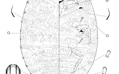 Dysmicoccus brevipes (Cockerell, 1893) 鳳梨嫡粉介殼蟲