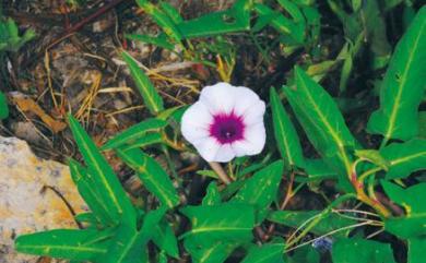 Ipomoea aquatica Forssk. 甕菜