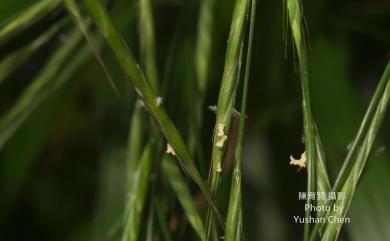 Brachypodium sylvaticum 基隆短柄草