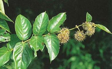 Uncaria lanosa var. appendiculata 恆春鉤藤