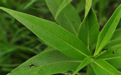 Persicaria pulchra (Blume) Soják 絨毛蓼