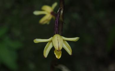 Aphyllorchis montana 山林無葉蘭