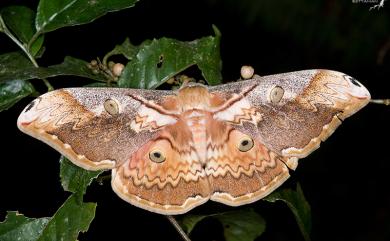 Saturnia thibeta okurai (Okano, 1959) 大綠目天蠶蛾