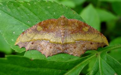 Leptomiza calcearia calcearia (Walker, 1860) 褐鋸緣尺蛾