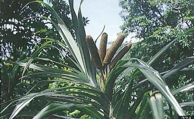 Freycinetia formosana Hemsl. 山露兜