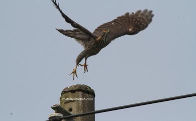 Accipiter trivirgatus formosae 鳳頭蒼鷹