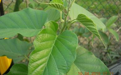 Ipomoea carnea subsp. fistulosa (Mart. ex Choisy) D.F.Austin 樹牽牛