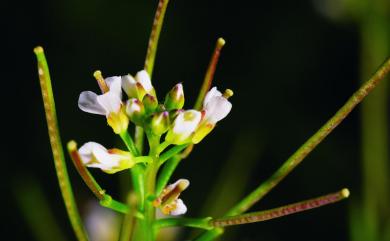 Cardamine flexuosa With. 蔊菜