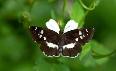 Tagiades tethys moori (Mabille, 1876) 玉帶弄蝶