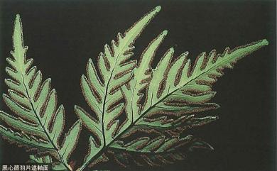 Doryopteris concolor (Langsd. & Fisch.) Kuhn & Decken 黑心蕨