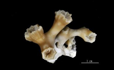 Lophelia pertusa (Linnaeus, 1758) 小花羅菲珊瑚