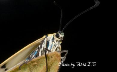 Soritia azurea Yen, 2003 天藍狹翅螢斑蛾