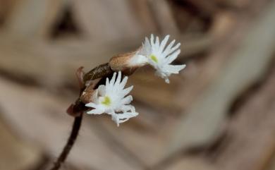 Cheirostylis cochinchinensis Blume 雉尾指柱蘭