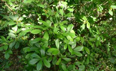 Machilus obovatifolia var. obovatifolia 恆春楨楠