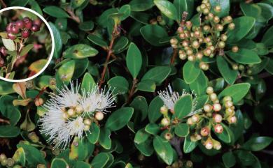 Syzygium buxifolium Hook. & Arn. 小葉赤楠