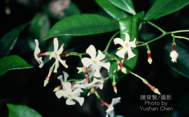 Trachelospermum asiaticum 細梗絡石