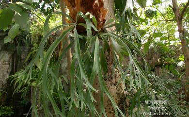 Platycerium bifurcatum (Cav.) C.Chr. 二叉鹿角蕨